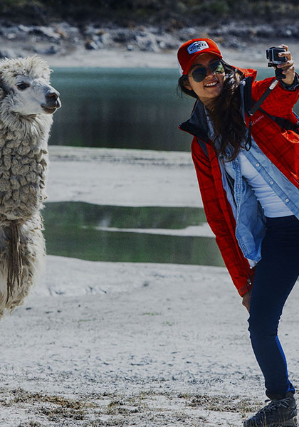 Alpacas