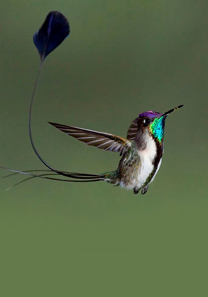 Birdwatching