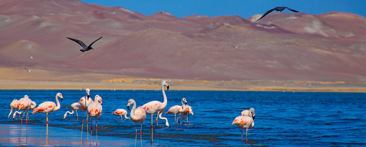 Naturaleza