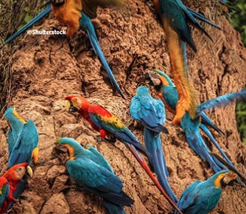 Una aventura en Tambopata