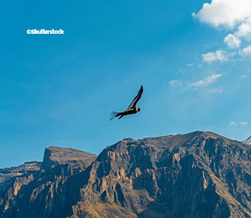 Una sola canción, toda una cultura